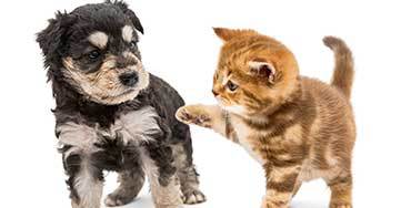 Katzen Allergie und Hunde Allergie 370x188 - Chronische Krankheiten